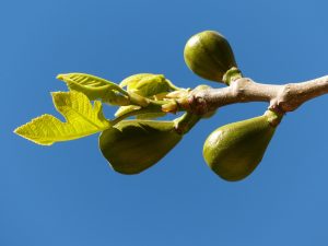 A Fügefa zenekar Néri Szent Fülöp miséje.